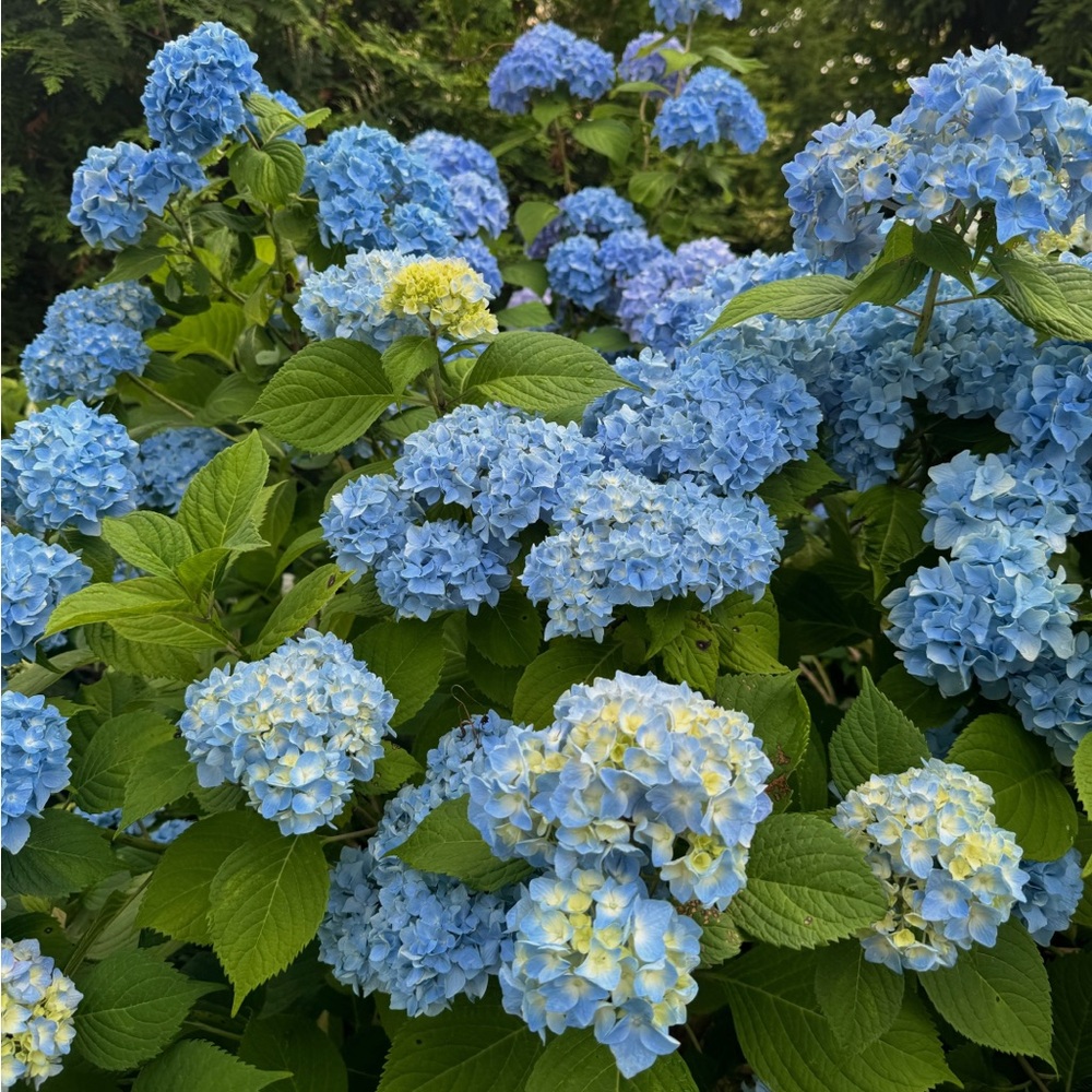 Meet your Posher, Jayne